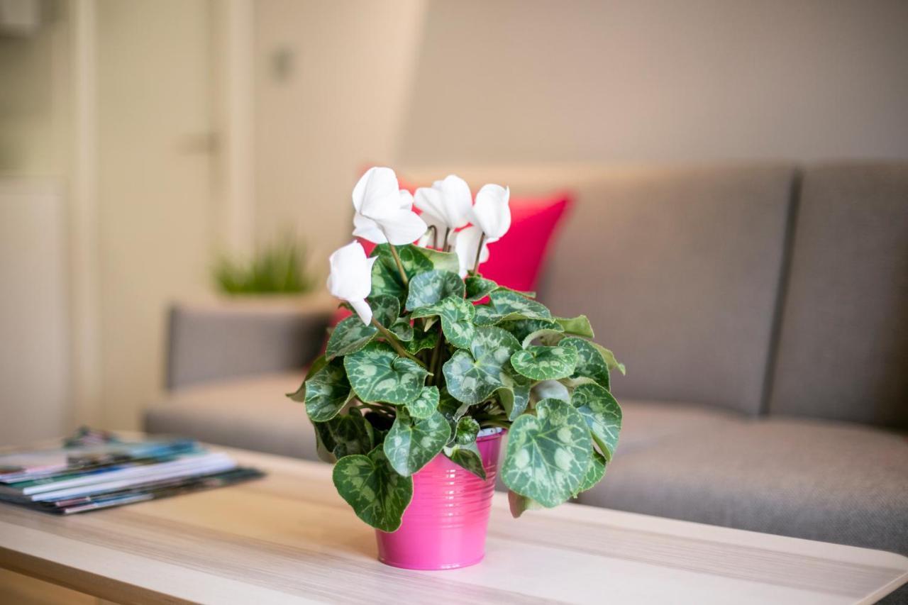 Apartment Cielo